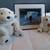 COCA COLA POLAR BEAR 1st LTD ED ART CEL & 2 PLUSH BEARS 1 thumbnail