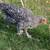 Started cockerel - French Cuckoo Marans 2 thumbnail