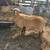 Sheep 8 thumbnail