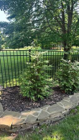 5 Large Arborvitae 'Green Giant’ Trees - $250 (Chalfont)63440803620097123