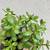 Live 12" Jade Plant 2 L🌿 Air Purifier 💚 4 thumbnail