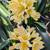 Clivia 14 thumbnail