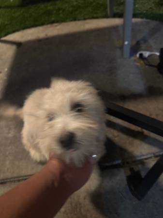 Maltese puppy available 1
