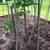 Norway Maple Trees 9-12 ft. 2 thumbnail