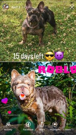 Akc 5 month old BigRope fluffy carrier frenchies (Lawrenceville)63922481737987124
