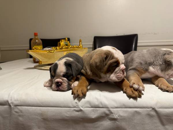 8-week-old puppies (Peachtree Corners)63922480965122120