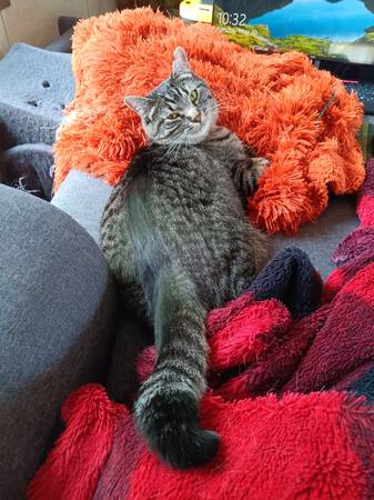Gato perdido (Cheyenne WY)63843455078787120