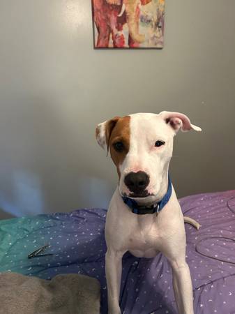 Lost dog- BIGGS (Whitefield/Hesse)64146956109699122