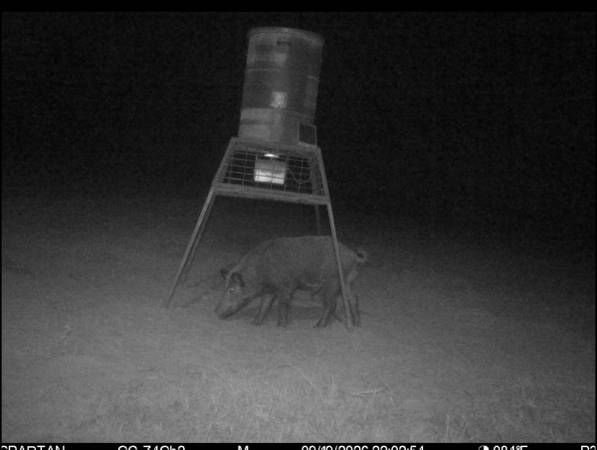 Hog Hunts 1