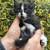 Boy Kittens 1 thumbnail