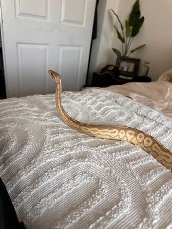 Rehoming banana Pastel ball python580178892167598081