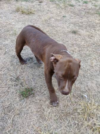 Charlie Brown (Vancouver)63842372198147122