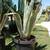 Agave Americana Yellow-Green Century Plant 3 thumbnail