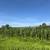 San Felipe - 150 Hectares of Productive Pasture and Seasonal Land 11 thumbnail