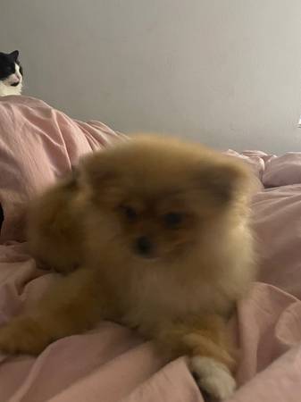 Female Pomeranian Puppy (dublin / pleasanton / livermore)64310526072707123