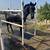 Warlander Colt for sale 3 thumbnail
