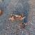 1999 Ford Ranger 4 cyl intake and Throttle body& extra parts 1 thumbnail