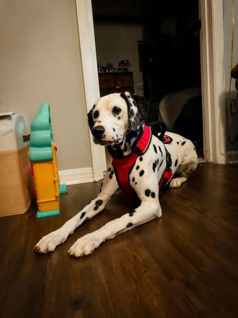 Free Dalmation to Good Home (Cincinnati)63908215402883120