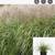 Chinese silver grass 3 thumbnail