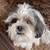 LOST DOG - MALE SHIHTZU (ADULT) 7 thumbnail