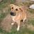 Rehoming male dog Anatolian shepherd half German shepherd 2 thumbnail