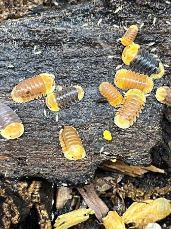 Isopods (Kennesaw)63922481968771124