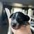 Miniature Dachshund 4 thumbnail