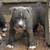 Xl blue nose puppy 5 thumbnail