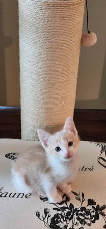 Kittens for adoption, cream white kitten (San Diego)63894602651138124