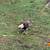 Olive Egger Roosters 3 thumbnail