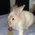Female rabbit looking 4 loving forever home 2 thumbnail
