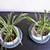 Variegated Spider Plant in Upcycled Plastic Container 2 thumbnail