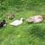 Muscovy Ducks 1 thumbnail