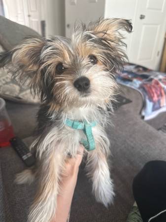 Shitzu yorkie 1