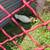 Muscovy ducklings 3 thumbnail