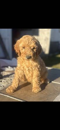 Golden Doodles (Ernul)64210262137602120