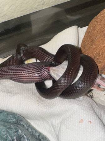 Rehoming mexican black kingsnake (Davis)63848769395971122
