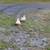 Dewlap and mating pair of call ducks 3 thumbnail