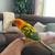Sun conure 2 thumbnail