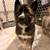 German shepherd / Husky puppies 6 thumbnail