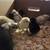Adorable silkie chicks 1 thumbnail