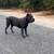 Cane corso 3 thumbnail