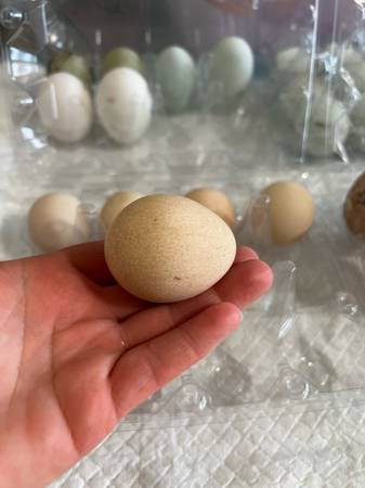Guinea fowl hatching  eggs 1