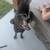 Sweet Female lab mix 1 thumbnail