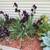 Black Iris 1 thumbnail