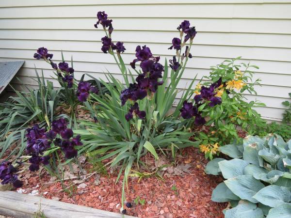 Black Iris 1