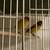 Young American singers Canaries looking for new homes 9 thumbnail