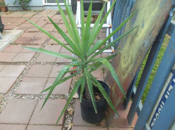 Lovely potted yucca gloriosa 1