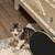 Kitten 2 thumbnail