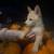 German shepherd puppies 3 thumbnail